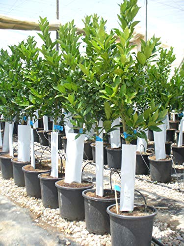Planta Ornamental GREENICE Citrus aurantium 'Naranjo' (80-100cm) Jardines de Jaravia - Lâmpadas de plantas e flores - naranjo, 80-100cm, madera