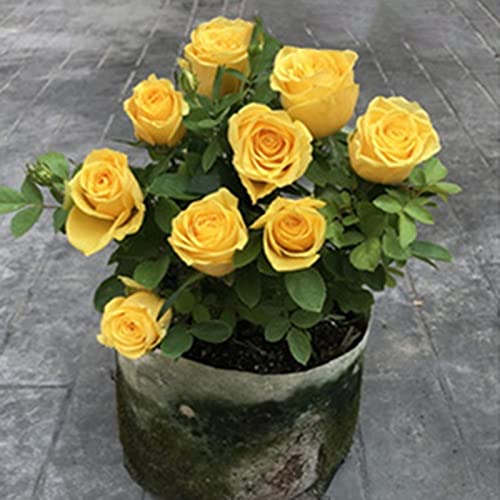 Sementes de Flores HALOPPE 100 Unidades Sementes de Plantas de Flores de Rosa Haloppe - Lâmpadas de plantas e flores - rosa, 100 unidades