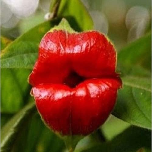 Sementes de Flores HALOPPE 50 Unids Psychotria Elata (Psicóttria) Haloppe - Lâmpadas de plantas e flores - semelhança, flores, psicotria elata
