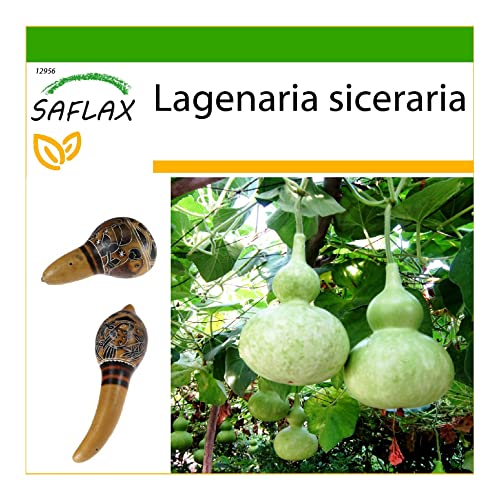 Sementes de Plantas Ornamentais SAFLAX Cabaça Gigante (Lagenaria Siceraria) SAFLAX - Lâmpadas de plantas e flores - cabaça gigante, lagenaria siceraria, ornamentais