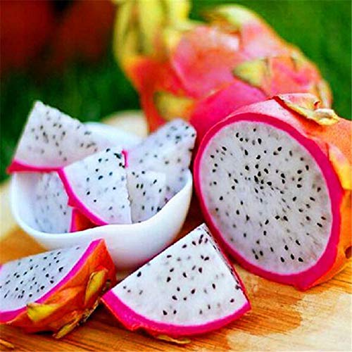 Sementes de frutas e hortaliças TOYHEART (Recondicionado Como Novo) TOYHEART - Lâmpadas de plantas e flores - frutas, hortaliças, recondicionado