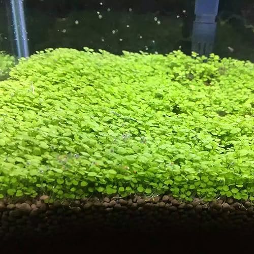 Sementes de Plantas Aquáticas para Peixe (Recondicionado Como Novo) lamphle - Lâmpadas de plantas e flores - semelhantes, aquáticas, peixe