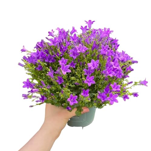 Campânula Natural com Flor Azul 5 Unidades DECOALIVE - Plantas - campânula, natural, flor azul, 5 unidades