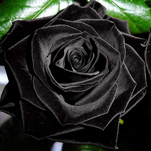 Brinquedo de Trabalhos Manuais TOYHEART 100 Peças de Sementes de Flores Premium TOYHEART - Lâmpadas de plantas e flores - 100 peças, rosas, natural, jardinagem