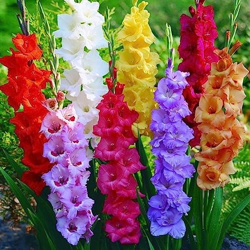Sementes para Plantas Ornamentais GARDEN FRIENDLY 300 Unids Color Mezclado Gladiolus lamphle - Lâmpadas de plantas e flores - sementes, gladiolus, colorido, mezclado, ornamentais