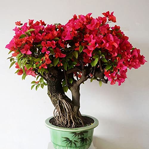 Sementes de Plantas Ornamentais HALOPPE 50 Unids Red Bougainvillea Haloppe - Lâmpadas de plantas e flores - 50 unidades, red, bougainvillea, iso 9002
