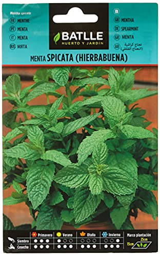 Plantas aromáticas Menta Spicata/Romana (Semi) BATTLE BATLLE - Sementes - menta spicata, romana, semi