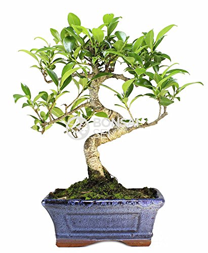 Planta Ornamental BONSAI Ficus (Ficus retusa) Bonsai Sei - Lâmpadas de plantas e flores - ornamental, bonsai, ficus