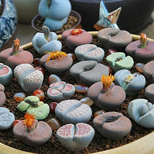 Sementes de Planta HALOPPE 200 Unids Lithops Haloppe - Lâmpadas de plantas e flores - semelhantes, lithops, 200 unidades
