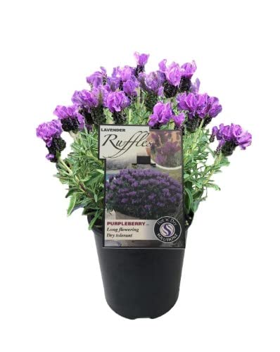 Planta Ornamental LA VIDA DE PLANTAS Lavanda (Pótamo) 3L DECOALIVE - Plantas - lavanda, pótamo, ornamental