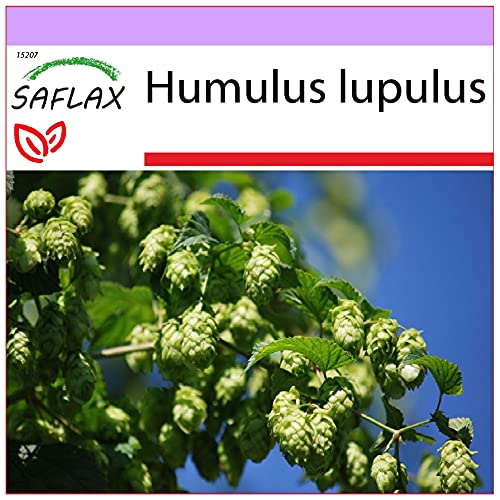 Sementes de Plantas Decorativas SAFLAX Garden To Go (Lupulo - 5,0 cm) SAFLAX - Árvores - lúpulo, decorativas, 50 cm
