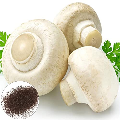 Sementes de Champiões comestíveis (Recondicionado Como Novo) LovePlz - Lâmpadas de plantas e flores - champiões, comestíveis, recondicionado