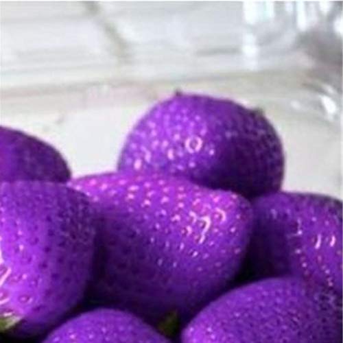 Sementes de Frambuesa 100 Peças - Morado Remorui - Lâmpadas de plantas e flores - 100 peças, alta taxa de germinação, flores coloridas