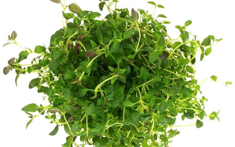 Óregão Natural Planta Típica Na Cozinha Mediterrânea DECOALIVE - Plantas - órgão, natural, fácil de cuidar