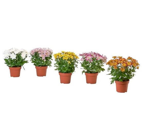 Plantas com Flor CRISANTEMOS Margaritas Crisantemo (5 Un) DECOALIVE - Plantas - crisanthemos, margaritas, 5 unidades