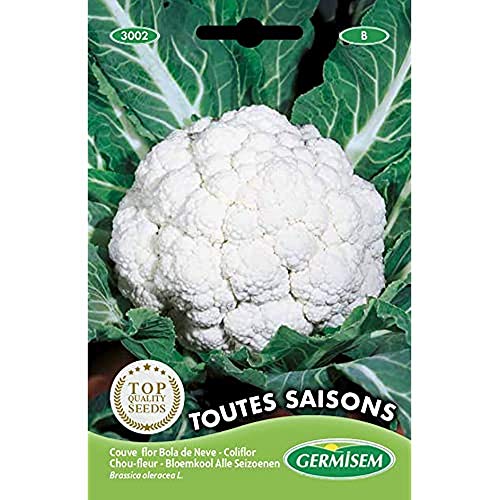 Sementes de Flores MARAVILHA TODAS AS ESTACIONES (1.5 g) GERMISEM - Sementes - vitamina c, minerais, verão, outono