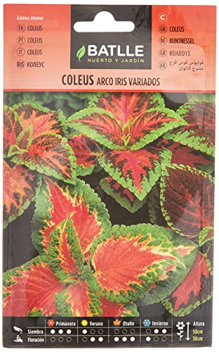 Sementes de Flores BATTLE COLEUS Arco Iris (Multicolor - 1.5 g) BATLLE - Sementes - multicolor, 15g