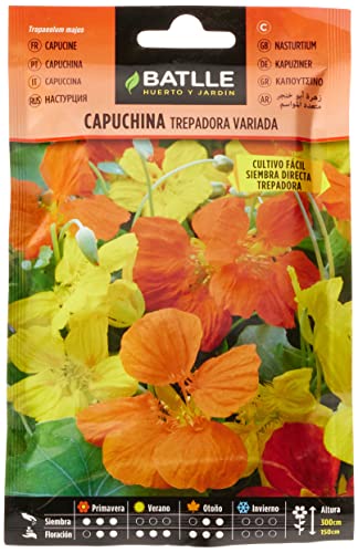 Sementes de Plantas Batlle Capuchina Trepadora Variada 1 Kg BATLLE - Sementes - sementes, plantas, batlle, capuchina, trepadora, variada