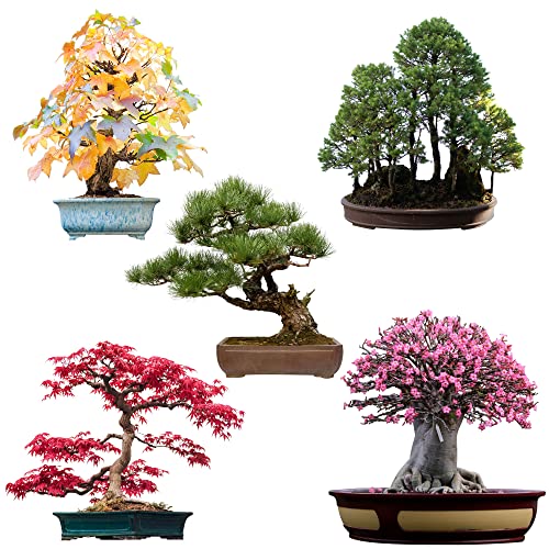 Sementes de Bonsai Excepcionais com Alta Taxa de Germinação HappySeed - Sementes - sementes bonsai, alta taxa germinação