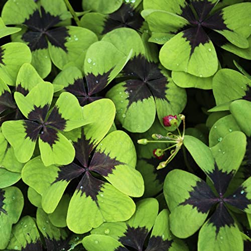 Sementes de Relva Georgiana Montanha (Bolsas de 300) Rotyroya - Lâmpadas de plantas e flores - sementes, relva, montanha, bolsa