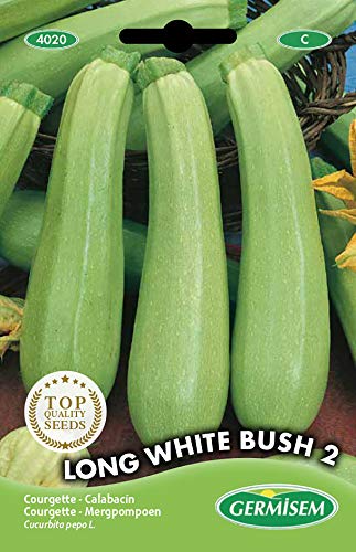 Sementes de legumes e frutas GERMINSEM Courgette Blanche Bush 2 GERMISEM - Sementes - legumes, frutas, courgette, bush
