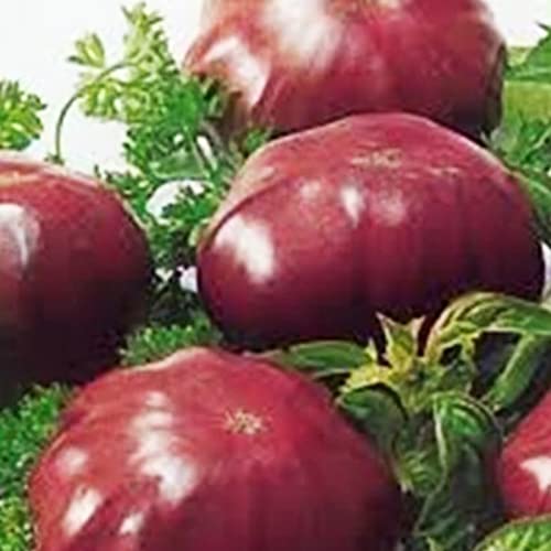 Sementes de Tomates HALOPPE (100 peças) - Roxo Haloppe - Lâmpadas de plantas e flores - tomate, haloppe, roxox