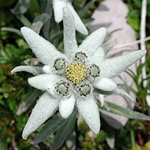 Sementes de Flores HALOPPE 100 Unids Edelweiss Haloppe - Lâmpadas de plantas e flores - sementes, flores, edelweiss