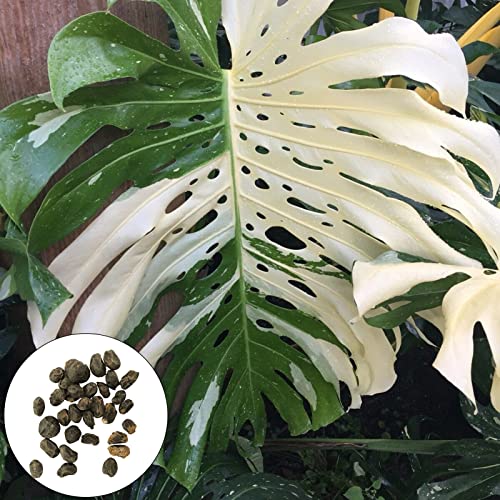 Sementes de Plantas com Filtro de Ar PURIFICADOR DE AR lamphle - Lâmpadas de plantas e flores - sementes, filtro de ar, purificador