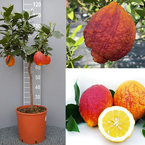 Planta Ornamental SAVINI VIVAI Citrus limonum (Cinzento - 28x28x110cm) SAVINI VIVAI - Lâmpadas de plantas e flores - 28x28x110cm, cinzento, fácil de manter