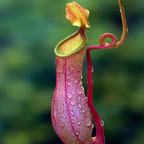 Sementes BENOON (100 peças) Sementes de Plantas Exóticas Nepenthes Carnivorous Benoon - Lâmpadas de plantas e flores - exóticas, carnívoras, 100 peças