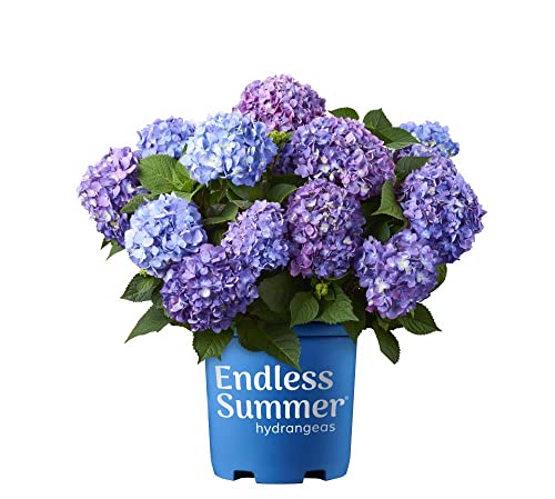 Hortênsia (Planta) | 10 Unidades | Complemento Alimenticio DECOALIVE - Lâmpadas de plantas e flores - hortensia, planta, complemento alimenticio