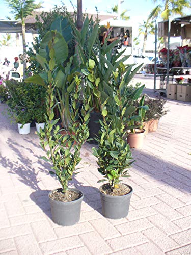 Planta Ornamental LAURUS NOBILIS Lauris Nobilis Fructus Jardines de Jaravia - Lâmpadas de plantas e flores - verde, cerâmica, 1 kg
