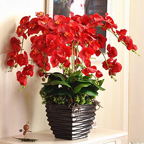 Sementes ORQUIDEA 100 Sementes Orquídeas (Vermelho) Benoon - Lâmpadas de plantas e flores - 100 sementes, orquídeas, fácil de cuidar, decoração
