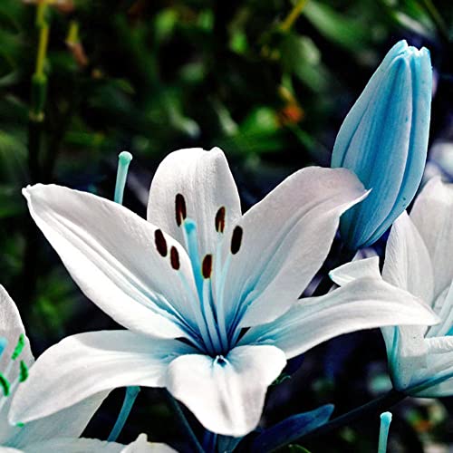 Sementes de Flores HALOPPE 50 Unids Azul Rare Lily Haloppe - Lâmpadas de plantas e flores - sementes, flores, azul, rare, lily