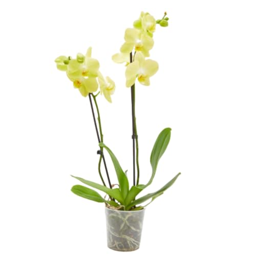 Orquídea Phalaenopsis Natural 2 Tallos Maceta Ø12Cm Amarelo Verdecora - Móveis de exterior - phalaenopsis, natural, amarelo, maceta