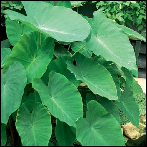 Bulbo de Planta Ornamental BULBOSELEFANTE Alocasia Elephant Ear JASNDH - Lâmpadas de plantas e flores - alocasia, elefantear, 30 cm, terra batida