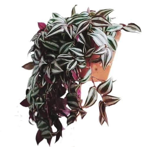 Planta Trepadora Tradescantia NATURAL (Verde) DECOALIVE - Plantas - trepadora, verde