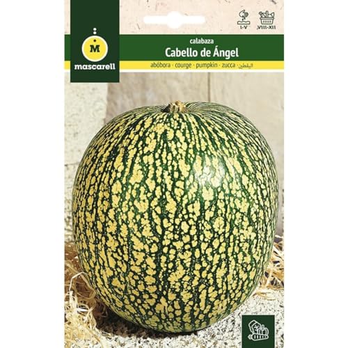 Sementes de Calabaza Cabellu d'Àngel MASCARELL Mascarell Semillas, S.L. - Sementes - calabaza, sementes