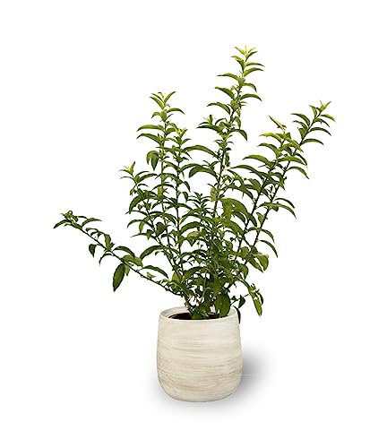 Planta Ornamental LUPINO Galan de Noite (Alcachofra) SMPLY. - Plantas - lupino, galan noite, alcachofra, 60cm
