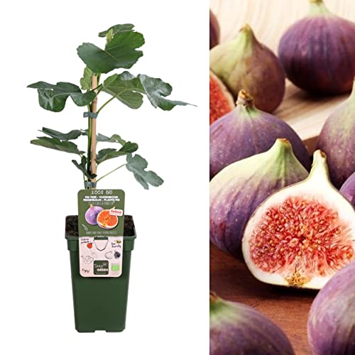 Arvore de Figo de Alta Produção em Colheitas DECOALIVE - Lâmpadas de plantas e flores - alta produção, folhas grandes, fácil de cuidar