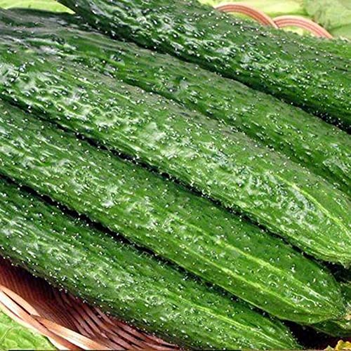 Sementes de Legumes HALOPPE 50 Unids Sementes de Pepino Haloppe - Lâmpadas de plantas e flores - legumes, pepino, sementes