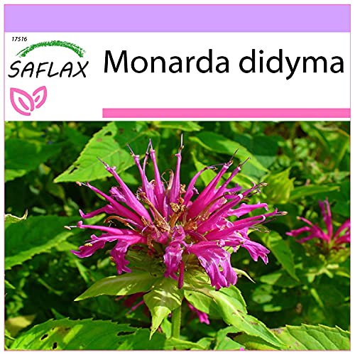 Sementes de Ervas Medicinais SAFLAX Monarda Didyma (20 g) SAFLAX - Lâmpadas de plantas e flores - 20 g, monarda didyma, sementeira profunda, primavera-verão