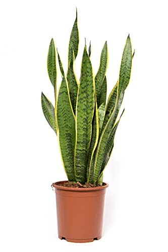Sanseviera Laurentii 3 Plantas MGC24 (Verde) mgc24 - Plantas - sansevieria, 3 plantas, verde
