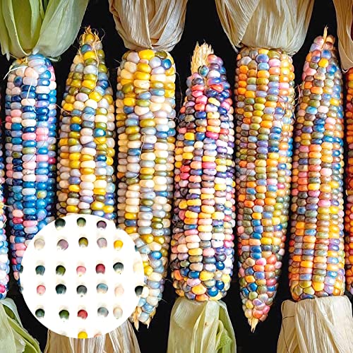 Sementes de Maiz Benoon 40 Unidades Bolso Benoon - Lâmpadas de plantas e flores - sementes, maiz, benoon, 40 unidades