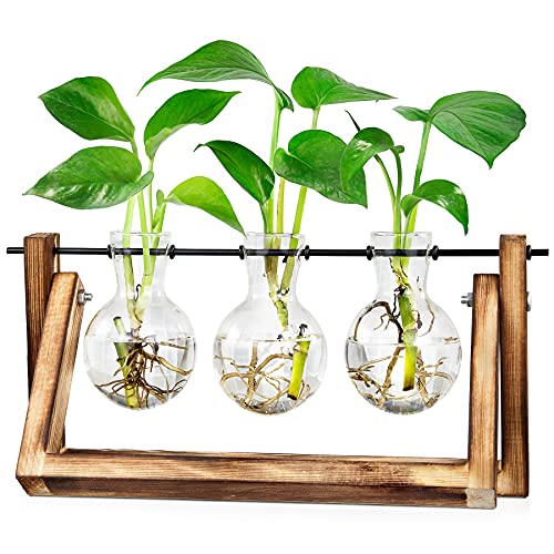 Vaso LESES com Plantas Air (Cristal - 3 x 15.5cm) LESES - Vasos e canteiros - cristal, 3x15.5cm, plantas air
