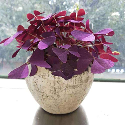 Sementes de Flores LAVENDER'S HOME Trébol Roxo (100 Un) Benoon - Lâmpadas de plantas e flores - trébol roxo, 100 unidades, sembrar