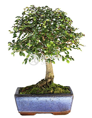 Planta Ornamental GREENICE Bonsai Sei - Zelkova (Azul - 15 cm) Bonsai Sei - Lâmpadas de plantas e flores - bonsai, zelkova, 15 cm, fácil de manter
