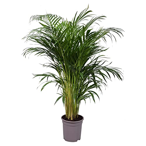 Palmeira Dypsis Lutescens Grande 80-100cm DECOALIVE - Árvores - palmeira, dypsis lutescens, grande, 80-100cm
