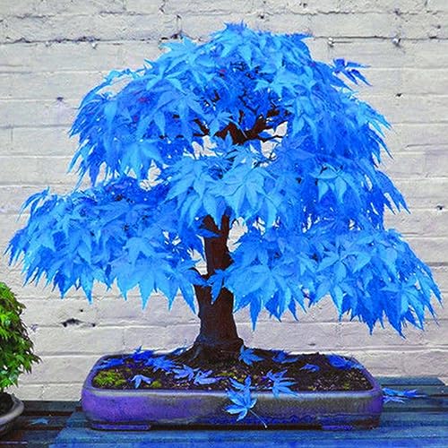 Sementes de Planta Ornamental BLUE MAPLE (50 unidades) lamphle - Lâmpadas de plantas e flores - sementes, ornamental, 50 unidades