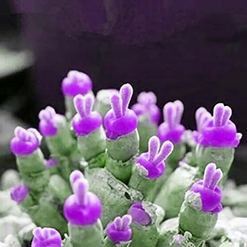 Sementes de Plantas Suculentas HALOPPE 100 Peças Haloppe - Lâmpadas de plantas e flores - suculentas, 100 peças
